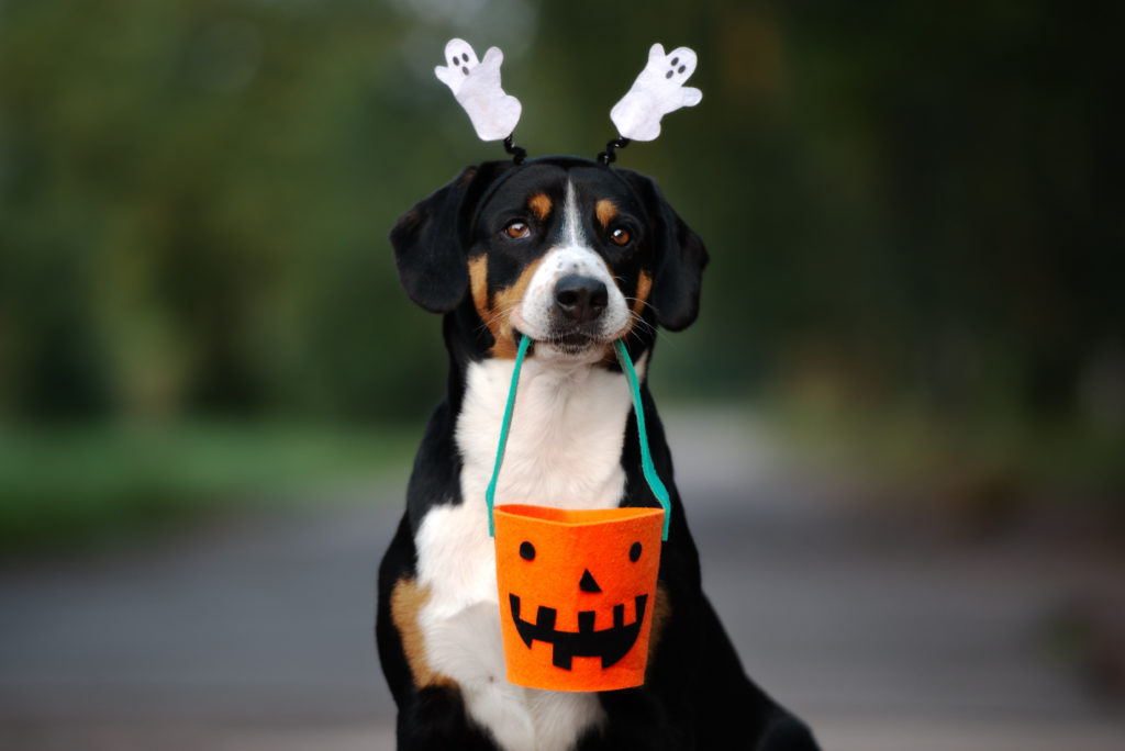 funny entlebucher dog ready for Halloween